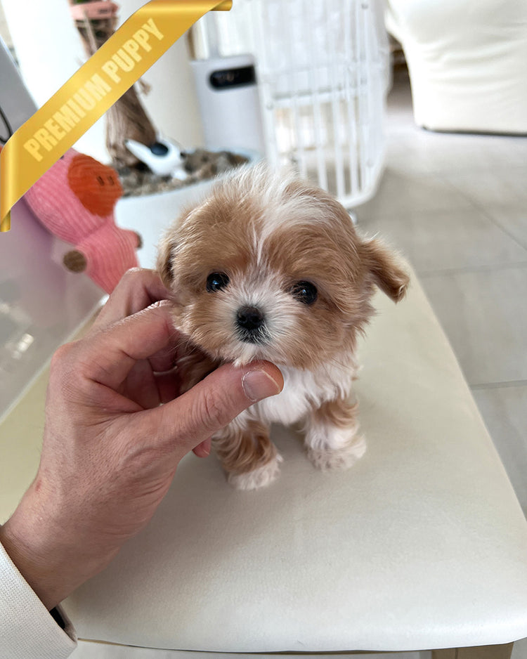 CHLOE - FEMALE (PURCHASED by CHAZ) - ROLLY TEACUP PUPPIES - TEACUP PUPPY FOR SALE
