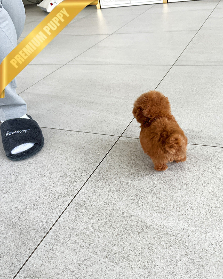 TIPPY - FEMALE (PURCHASED by SANDRA) - ROLLY TEACUP PUPPIES - TEACUP PUPPY FOR SALE