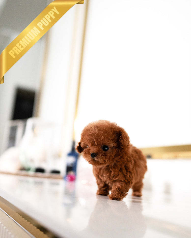 TIPPY - FEMALE (PURCHASED by VIKTOR) - ROLLY TEACUP PUPPIES -