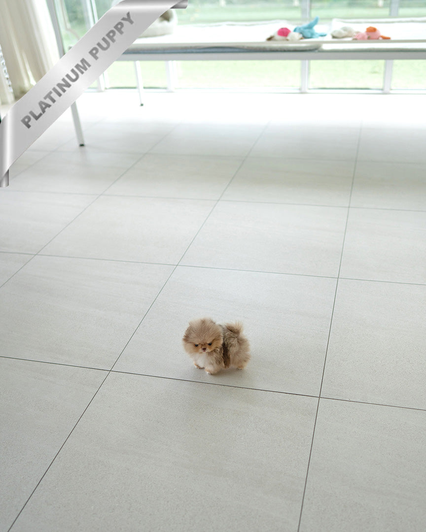 NUTELLA - MALE (PURCHADED by HANAN) - ROLLY TEACUP PUPPIES - TEACUP PUPPY FOR SALE