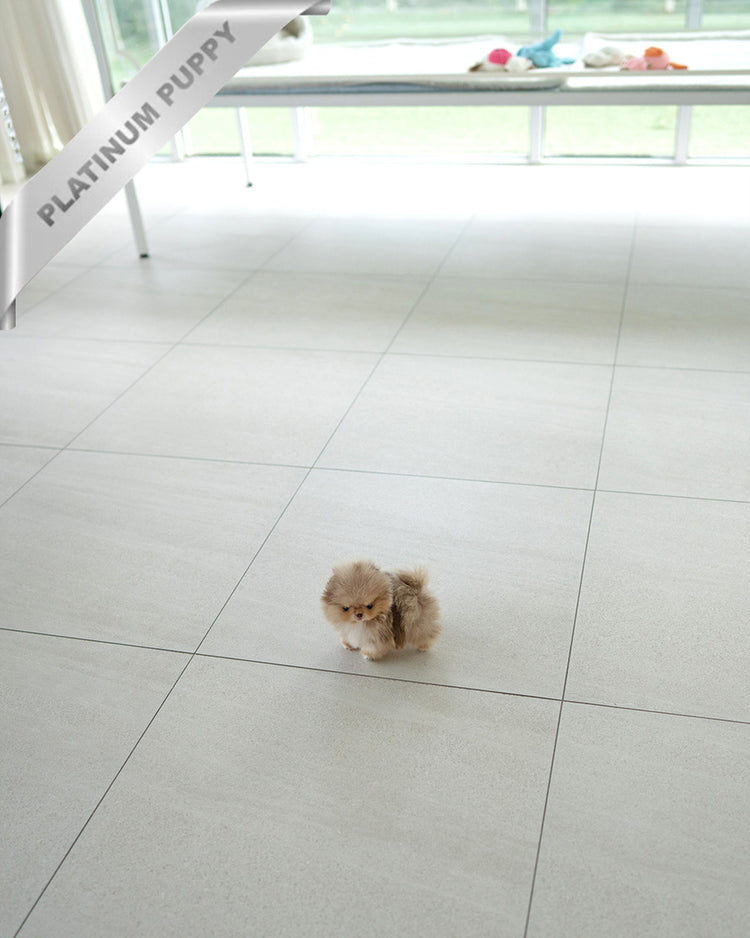 NUTELLA - MALE (PURCHADED by HANAN) - ROLLY TEACUP PUPPIES - TEACUP PUPPY FOR SALE