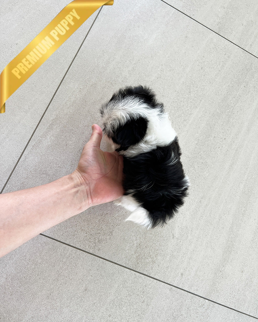 OREO - MALE - ROLLY TEACUP PUPPIES - TEACUP PUPPY FOR SALE