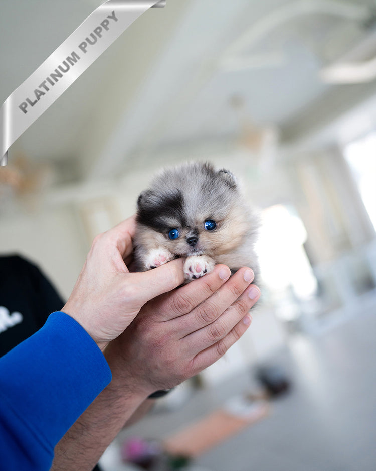 THOR - MALE (RESERVED by TOMMY) - ROLLY TEACUP PUPPIES - TEACUP PUPPY FOR SALE