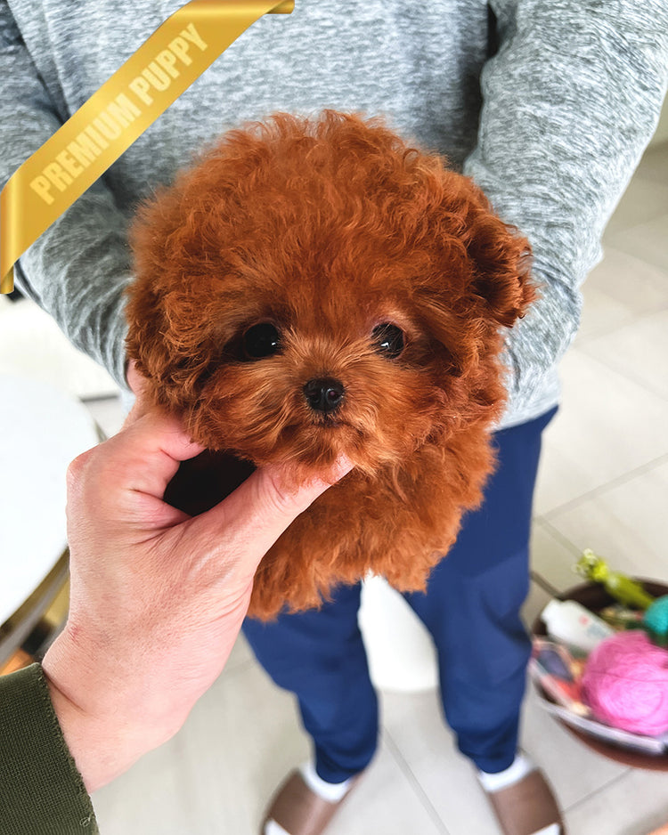 DOLLY - FEMALE - ROLLY TEACUP PUPPIES - TEACUP PUPPY FOR SALE