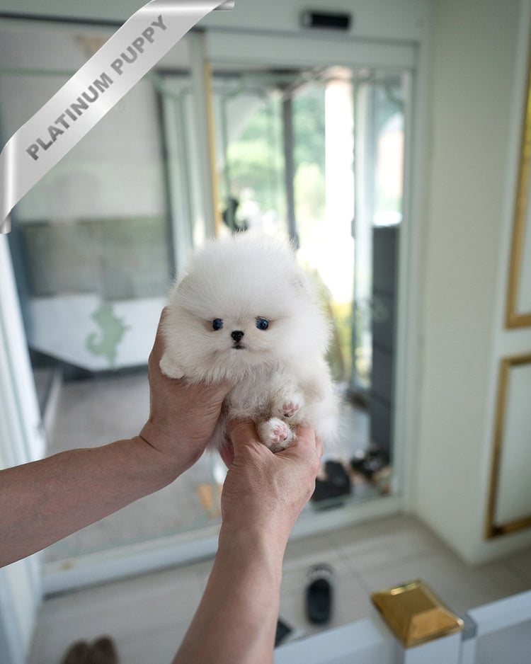 KYLE - MALE - ROLLY TEACUP PUPPIES - TEACUP PUPPY FOR SALE