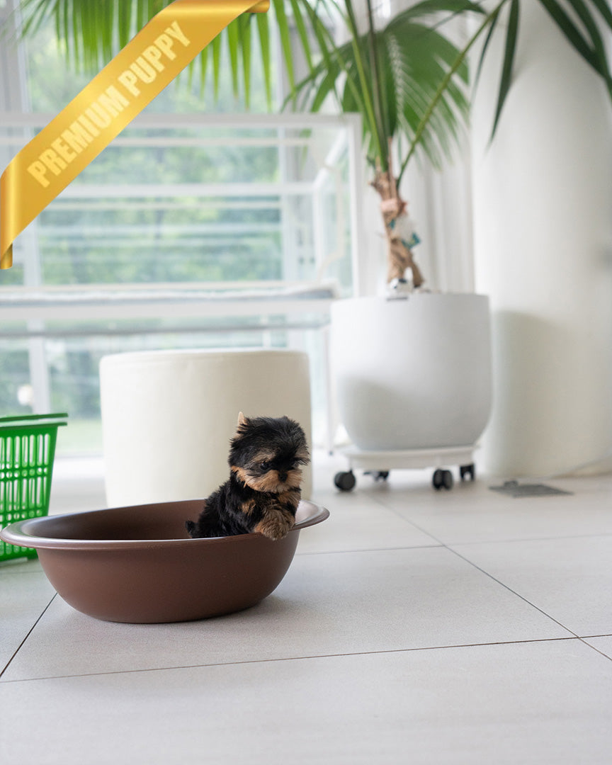 EMMA - FEMALE(PURCHASED by VINCENT) - ROLLY TEACUP PUPPIES - TEACUP PUPPY FOR SALE