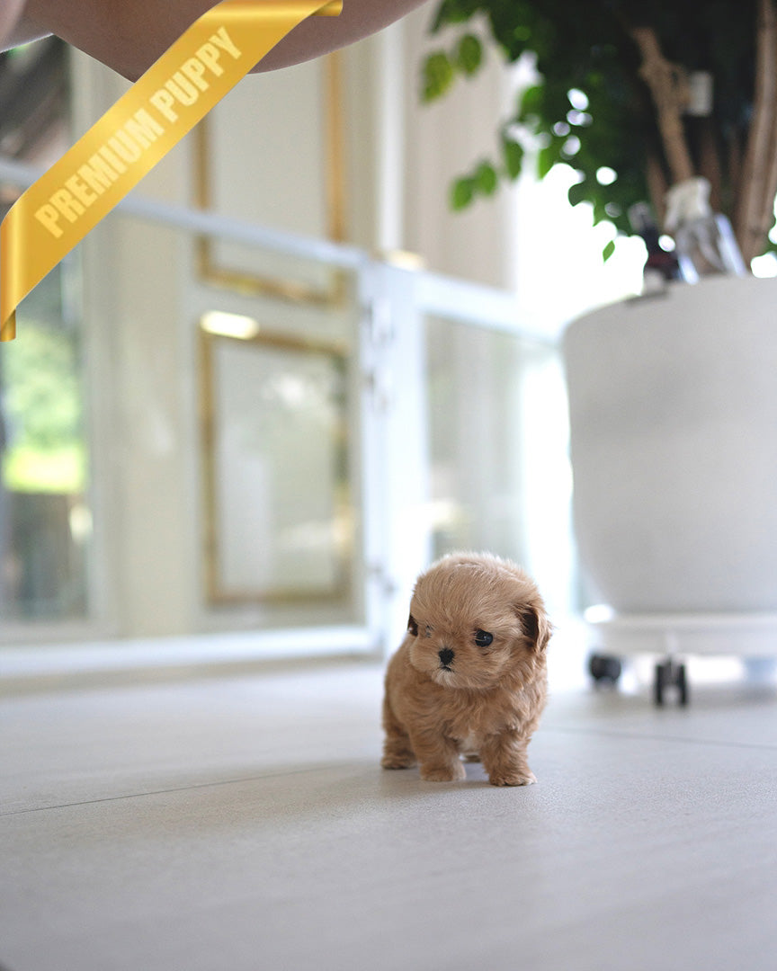 SKY - MALE (PURCHASED by OLIVIA) - ROLLYPUPS OFFICIAL