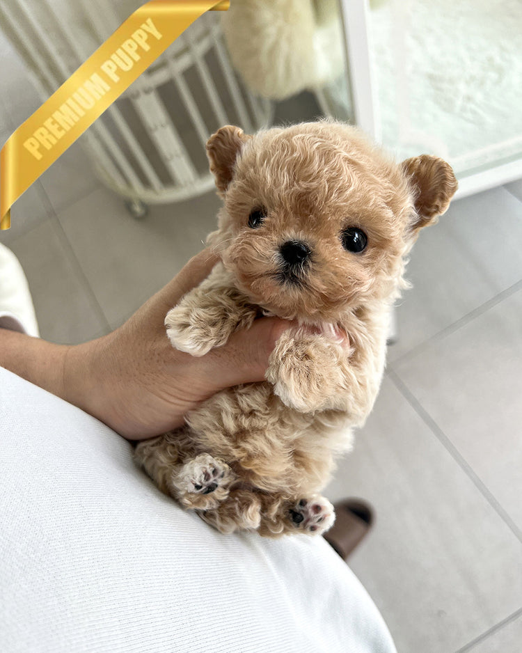 EWAN - MALE (RESERVED by SHALMOR) - ROLLY TEACUP PUPPIES - TEACUP PUPPY FOR SALE