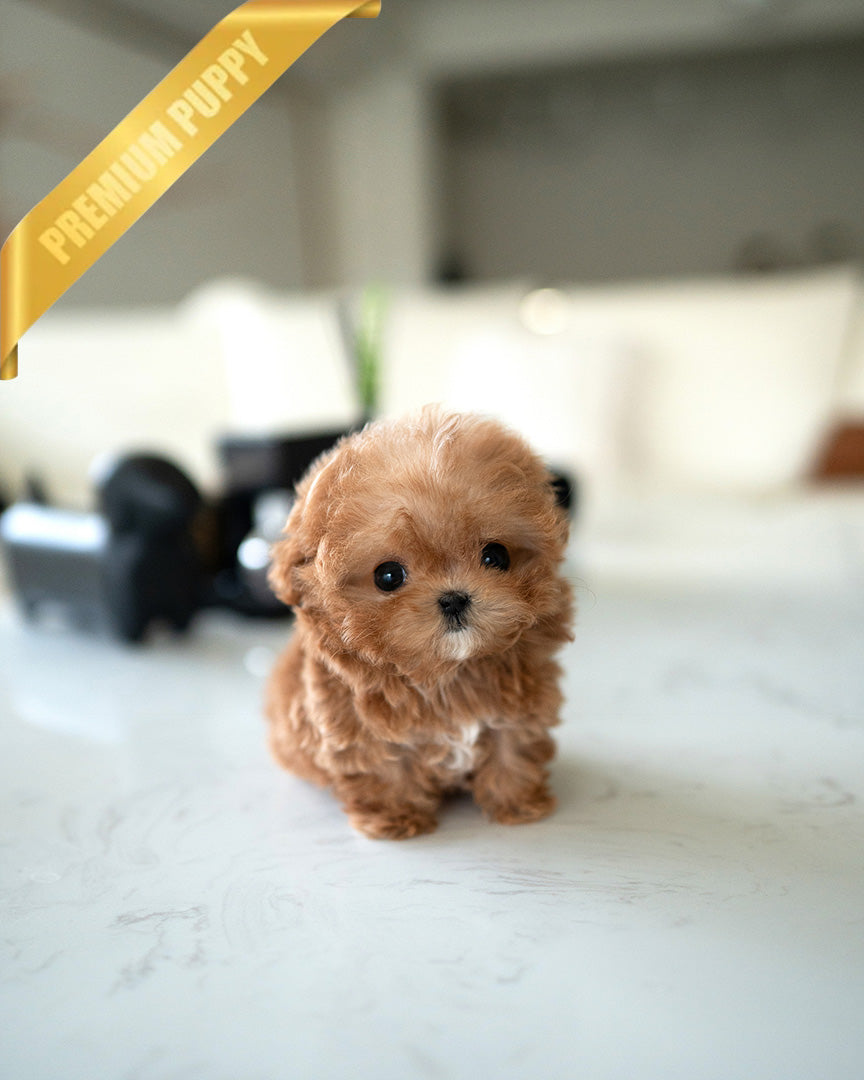 GIGI - FEMALE (PURCHASED by AYGUN) - ROLLY TEACUP PUPPIES - TEACUP PUPPY FOR SALE