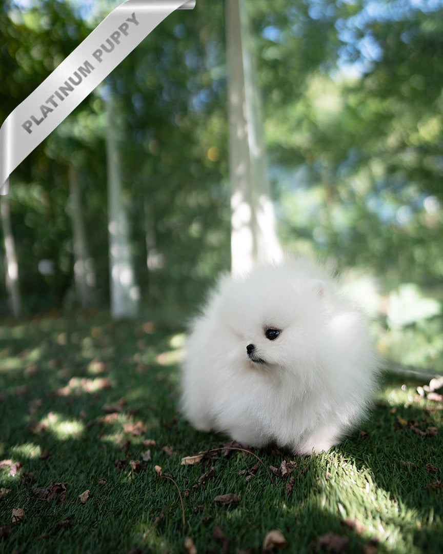 DIANA - FEMALE - ROLLY TEACUP PUPPIES - TEACUP PUPPY FOR SALE