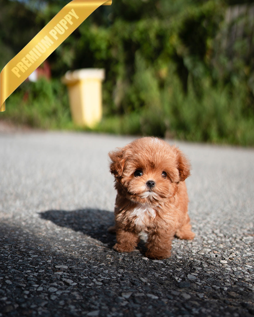 JESSICA - FEMALE (RESERVED by LOURDES) - ROLLY TEACUP PUPPIES - TEACUP PUPPY FOR SALE