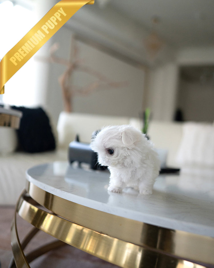 TOBY - MALE - ROLLY TEACUP PUPPIES - TEACUP PUPPY FOR SALE