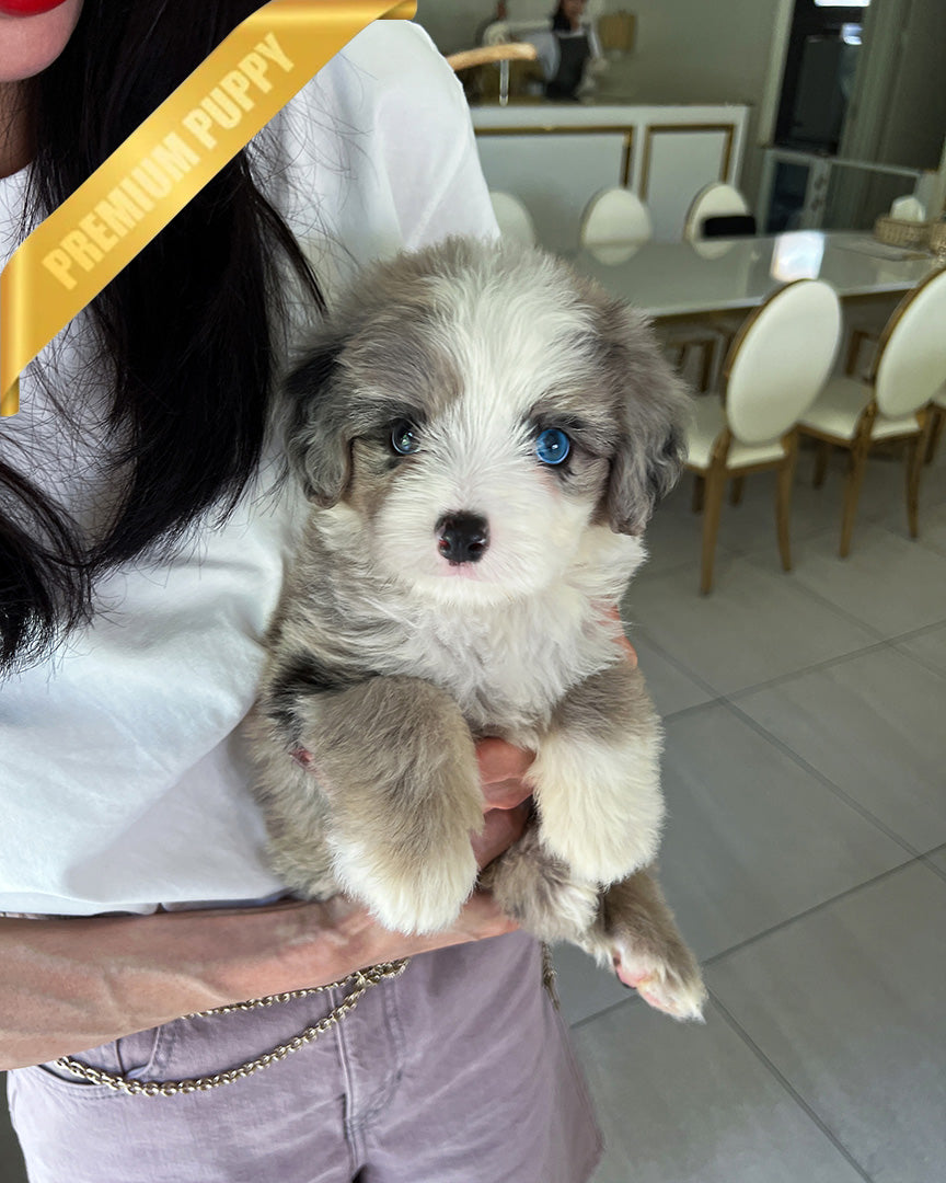 CHASE - MALE (PURCHASED by JAY) - ROLLY TEACUP PUPPIES - TEACUP PUPPY FOR SALE