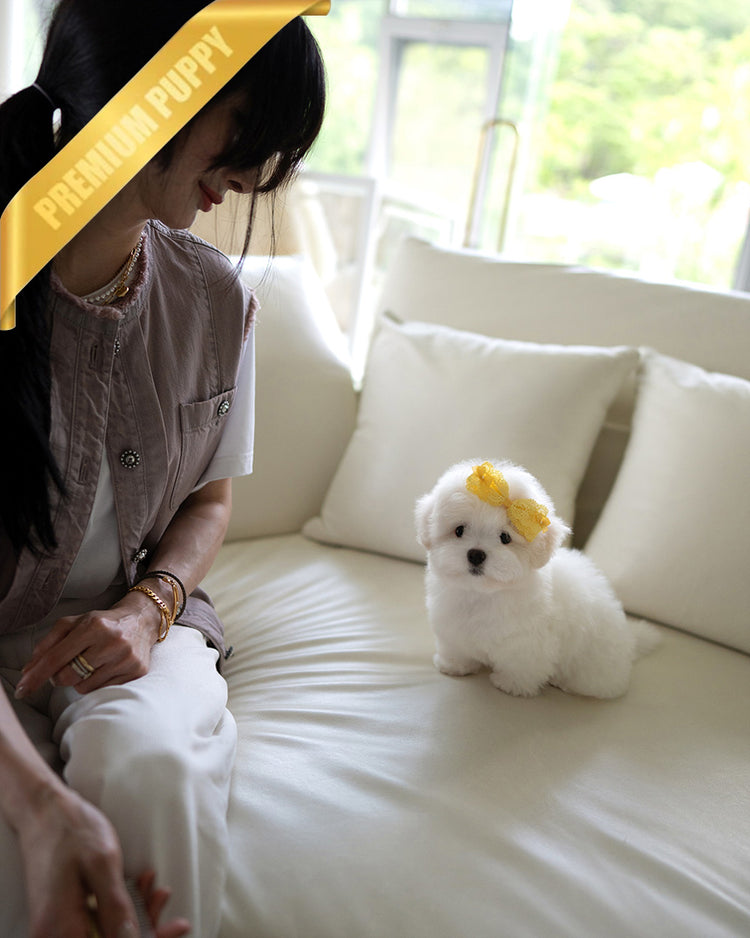 CHICO - MALE (PURCHASED by RT) - ROLLY TEACUP PUPPIES - TEACUP PUPPY FOR SALE