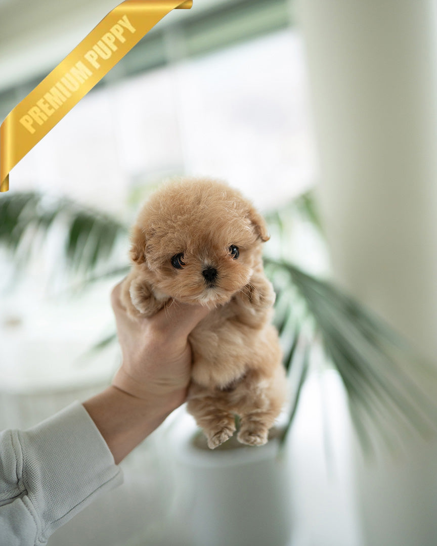 OLIVIA - FEMALE (PURCHASED by ANONYMOUS) - ROLLY TEACUP PUPPIES - TEACUP PUPPY FOR SALE