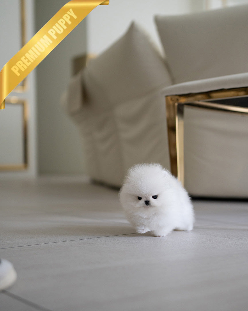 CLOUD - FEMALE (PURCHASED by ANONYMITY) - ROLLY TEACUP PUPPIES - TEACUP PUPPY FOR SALE