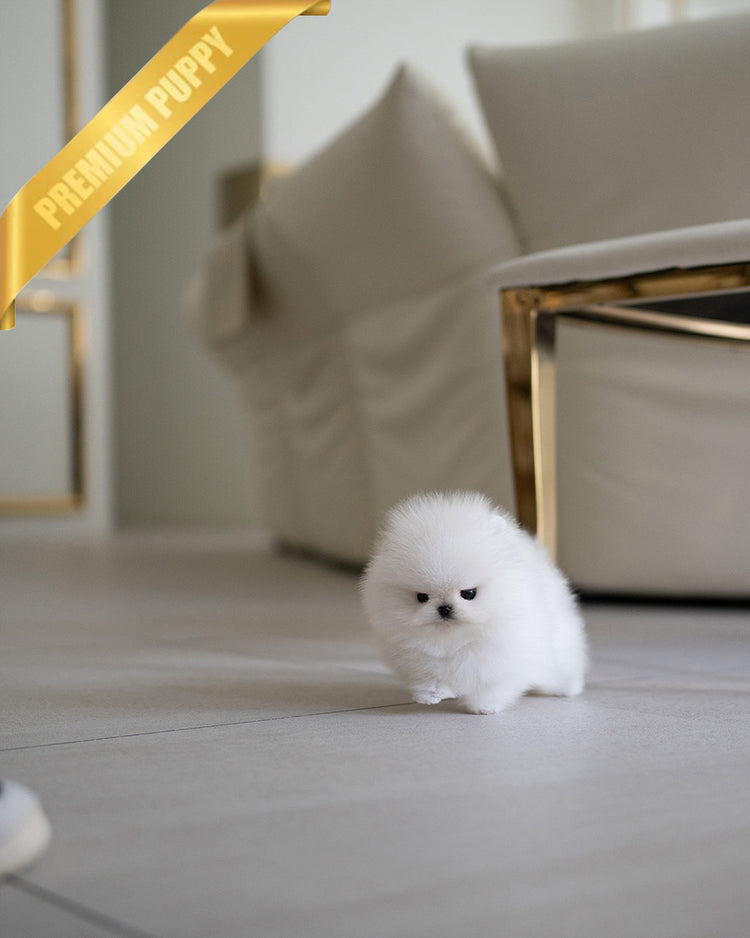CLOUD - FEMALE (PURCHASED by ANONYMITY) - ROLLY TEACUP PUPPIES - TEACUP PUPPY FOR SALE