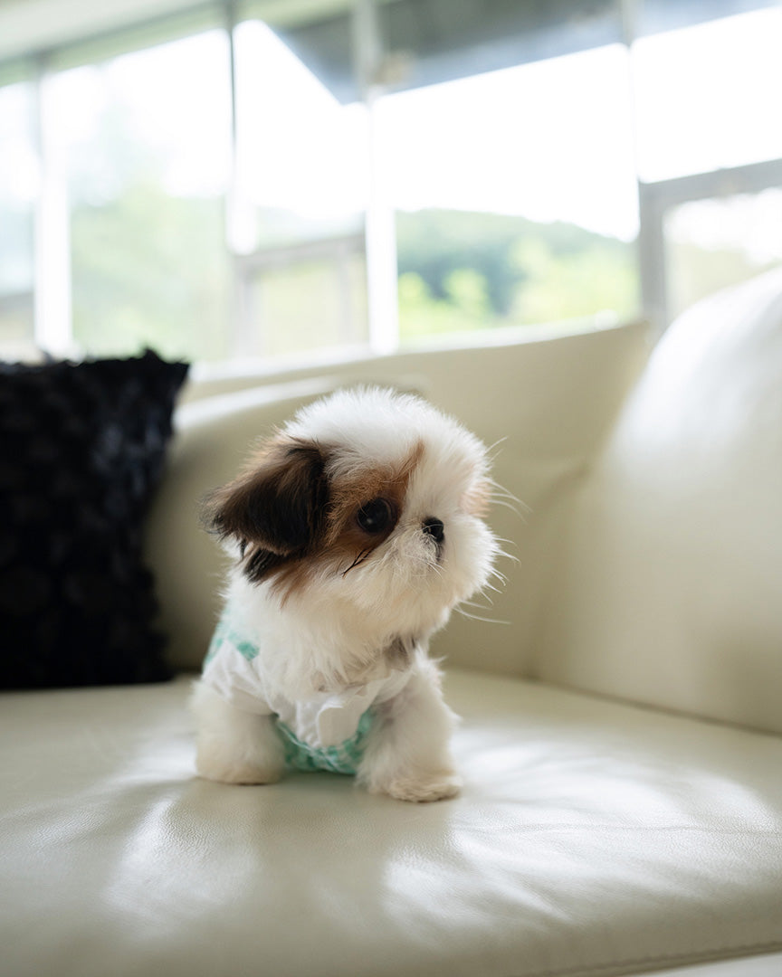 TOBY - MALE (PURCHASED by SWAN) - ROLLY TEACUP PUPPIES - TEACUP PUPPY FOR SALE