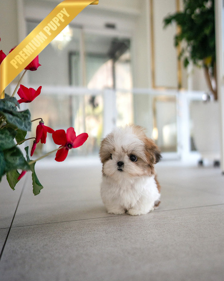 TOBY - MALE (PURCHASED by DANILLE) - ROLLY TEACUP PUPPIES - TEACUP PUPPY FOR SALE