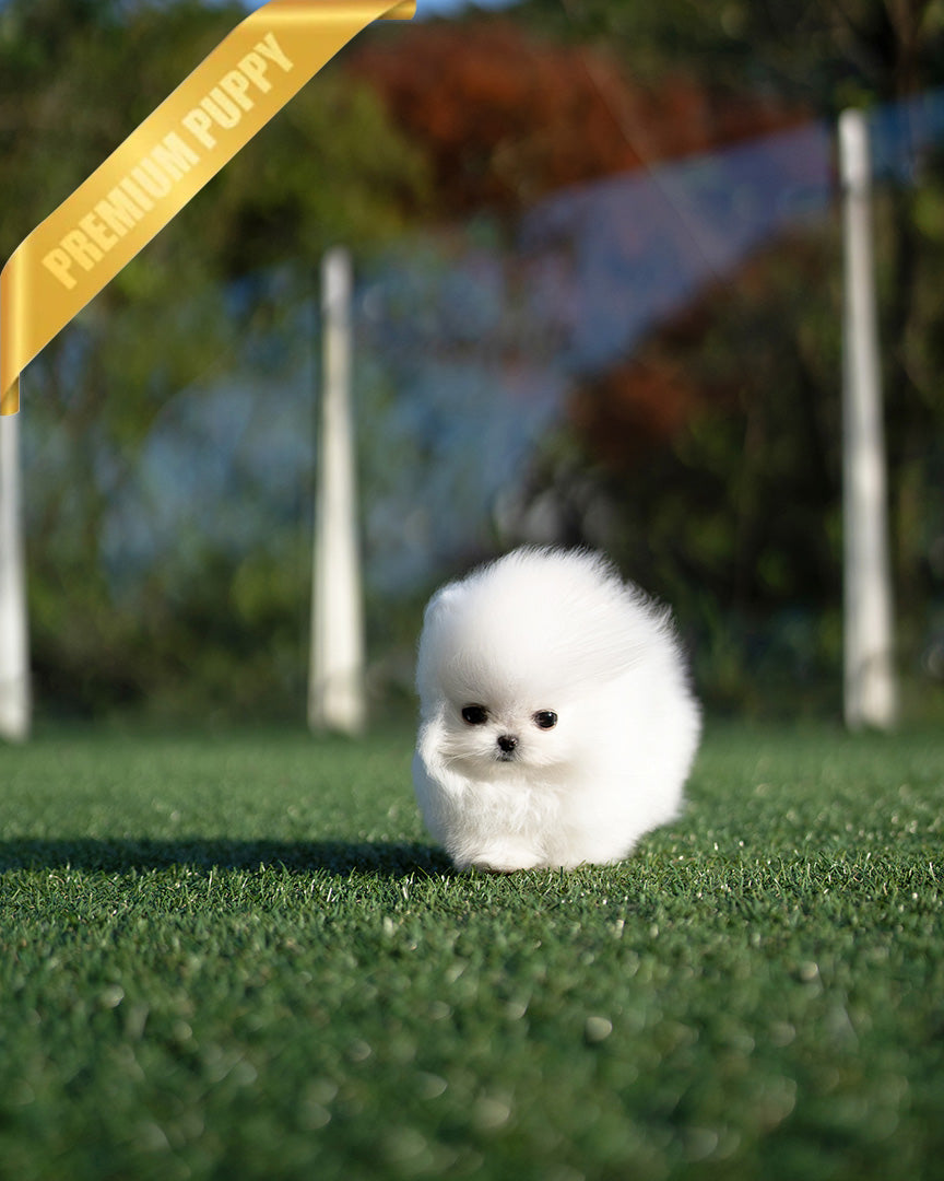 KYLE - MALE - ROLLYPUPS OFFICIAL