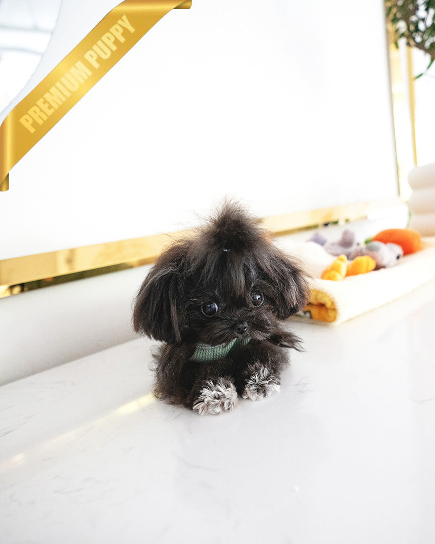 PIPPA - FEMALE (PURCHASED by JANE) - ROLLY TEACUP PUPPIES - TEACUP PUPPY FOR SALE