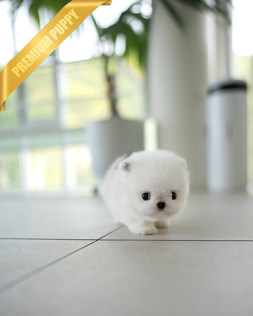 PUFF - FEMALE (PURCHASED by DYLAN) - ROLLY TEACUP PUPPIES - TEACUP PUPPY FOR SALE