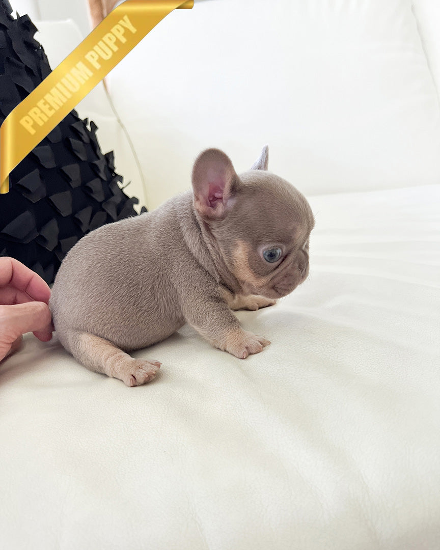 MAUVE - FEMALE (PURCHASED by ALEXIE) - ROLLY TEACUP PUPPIES - TEACUP PUPPY FOR SALE