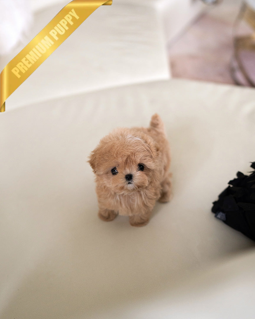 SAMMY - MALE (PURCHASED by NIMESH) - ROLLY TEACUP PUPPIES - TEACUP PUPPY FOR SALE