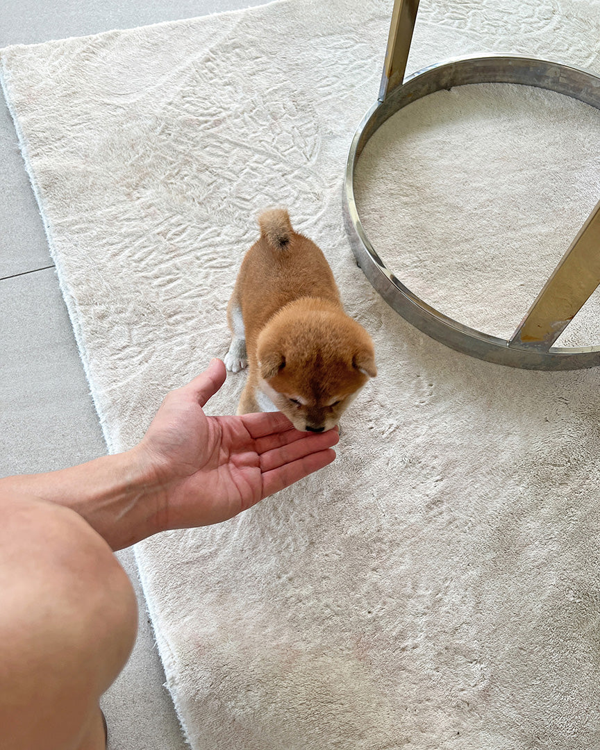 LUCA - MALE - ROLLY TEACUP PUPPIES - TEACUP PUPPY FOR SALE