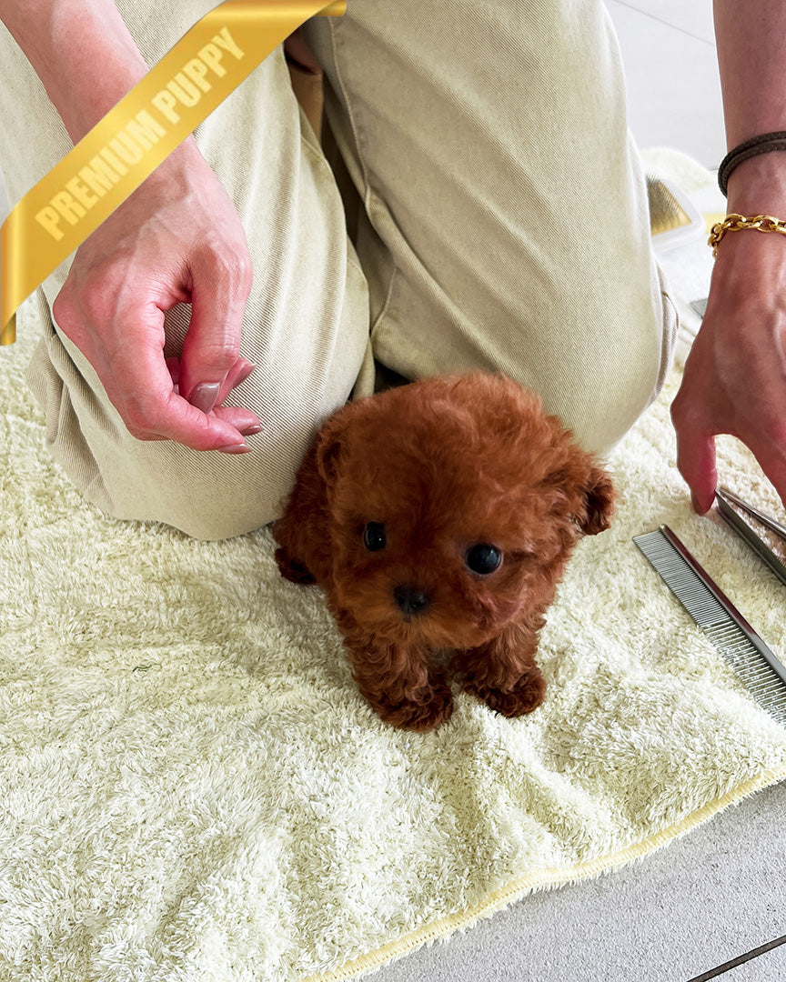 TORY - MALE (PURCHASED by ALICE) - ROLLY TEACUP PUPPIES - TEACUP PUPPY FOR SALE