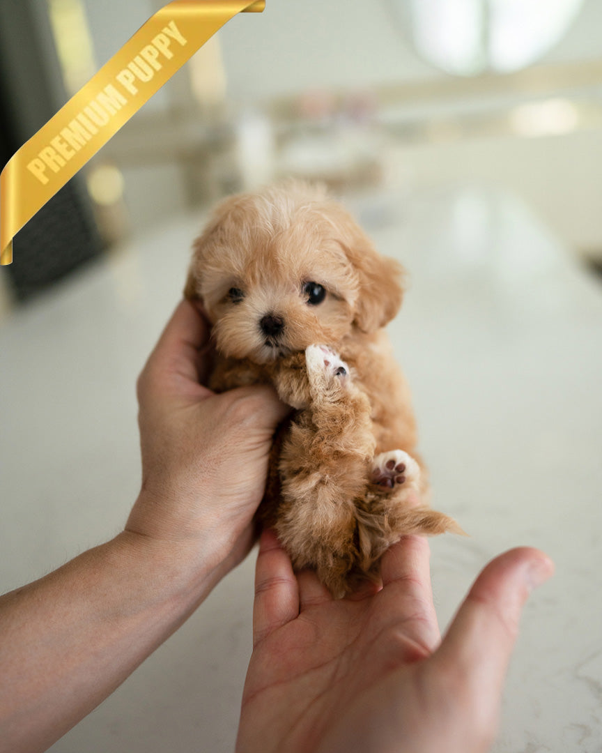 LYRA - FEMALE (PURCHASED by JENNIFER) - ROLLY TEACUP PUPPIES - TEACUP PUPPY FOR SALE