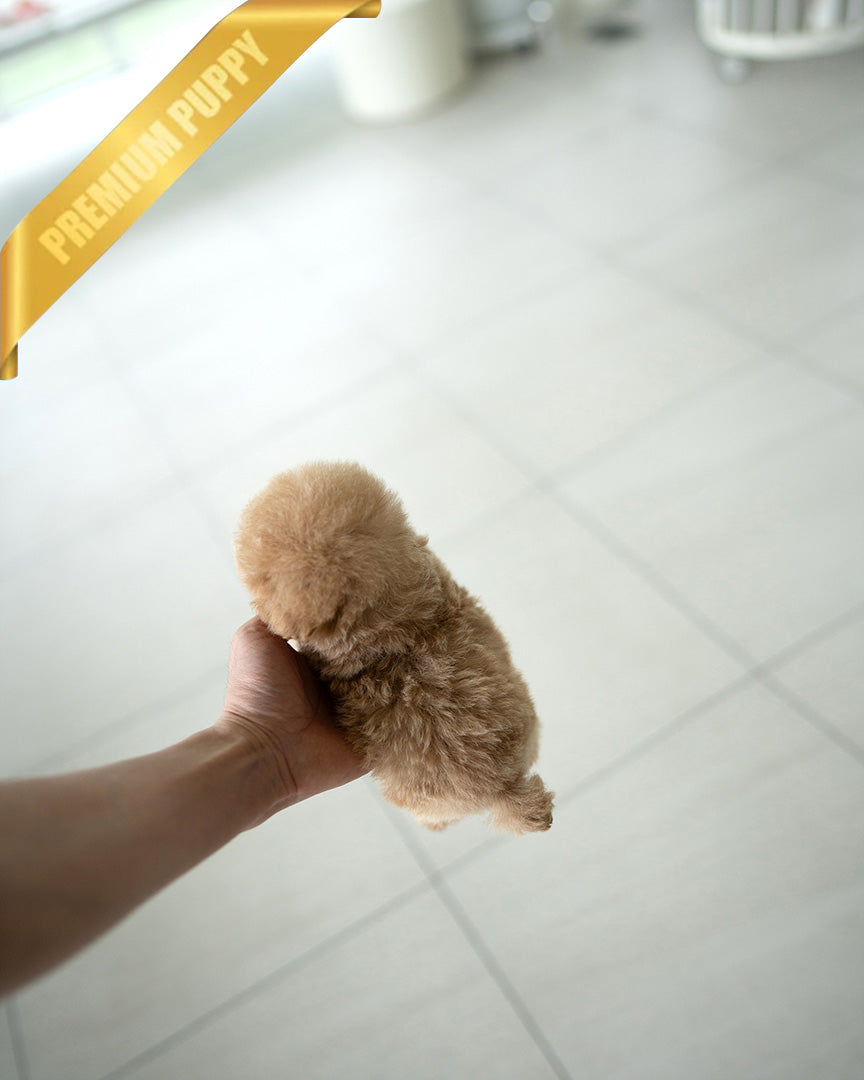 MONTY - MALE (PURCHASED by RT) - ROLLY TEACUP PUPPIES - TEACUP PUPPY FOR SALE