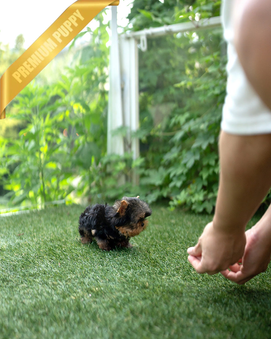 STELLA - FEMALE (PURCHASED by ANT) - ROLLYPUPS OFFICIAL