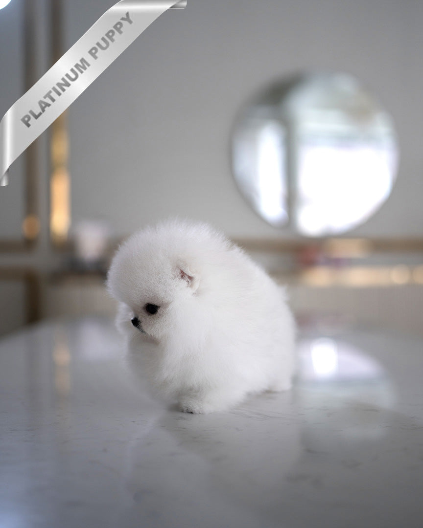 PUFFIN - FEMALE (PURCHASED by ANDREA) - ROLLY TEACUP PUPPIES - TEACUP PUPPY FOR SALE