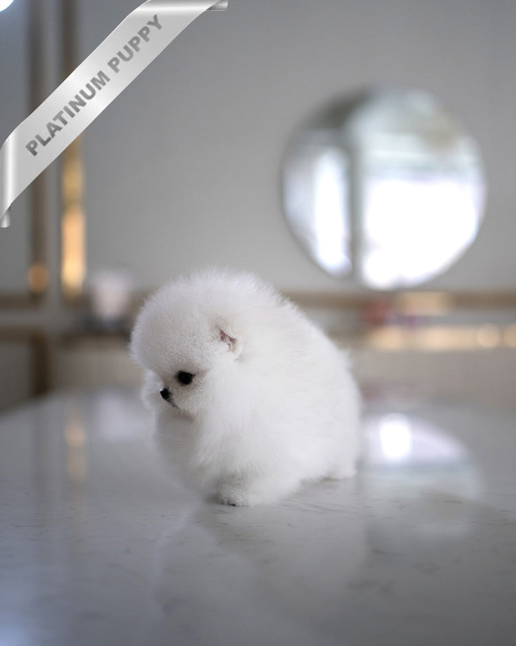 PUFFIN - FEMALE (PURCHASED by ANDREA) - ROLLY TEACUP PUPPIES - TEACUP PUPPY FOR SALE