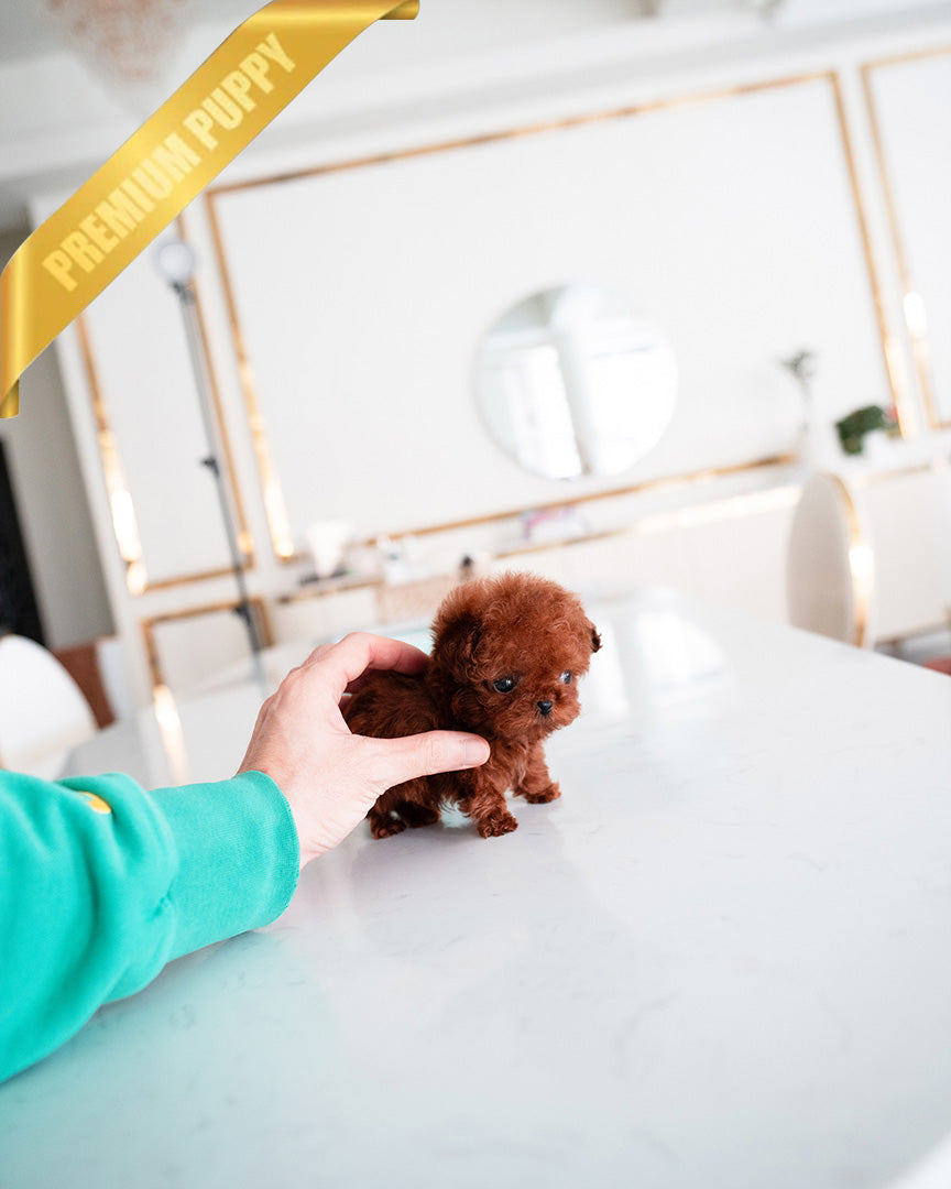 MILO - MALE (PURCHASED by PATRICE) - ROLLY TEACUP PUPPIES - TEACUP PUPPY FOR SALE