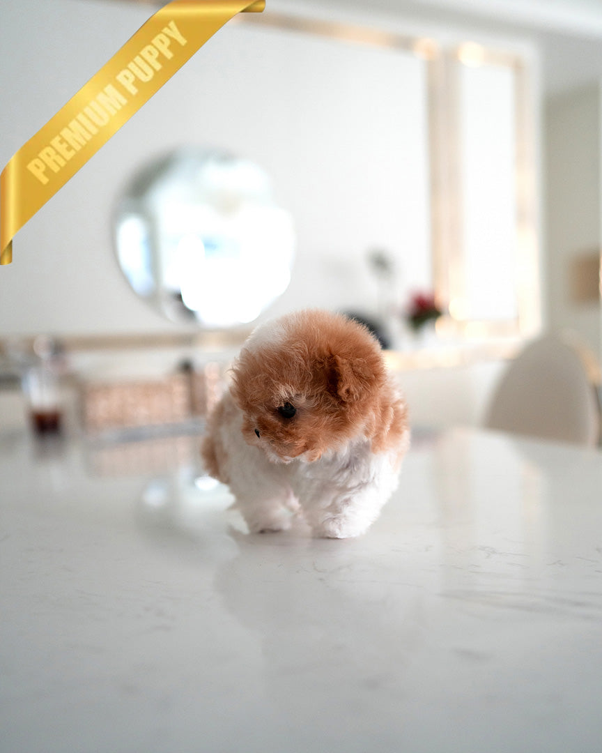 BAGEL - MALE (PURCHASED by MARIO) - ROLLY TEACUP PUPPIES -