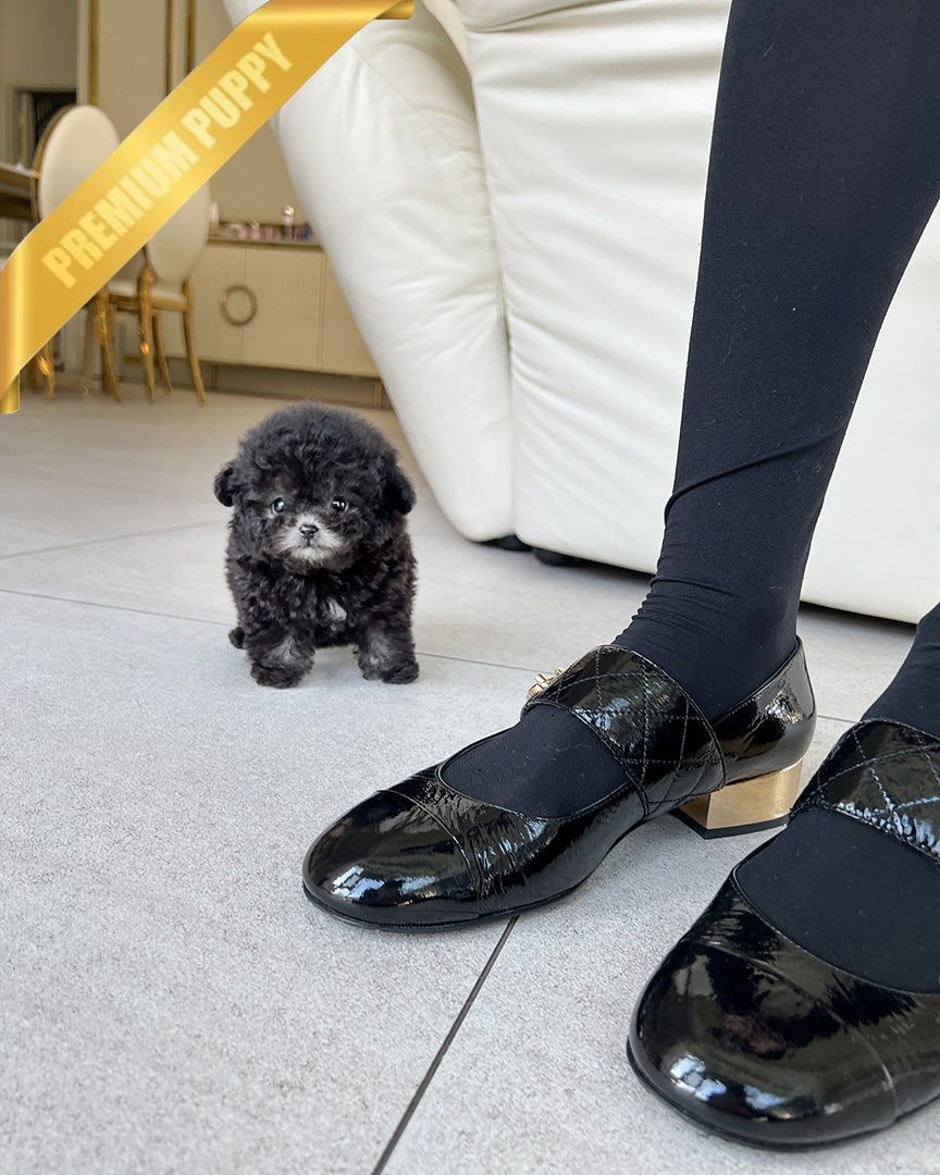 MISTY - FEMALE (PURCHASED by ANONYMOUS) - ROLLY TEACUP PUPPIES - TEACUP PUPPY FOR SALE