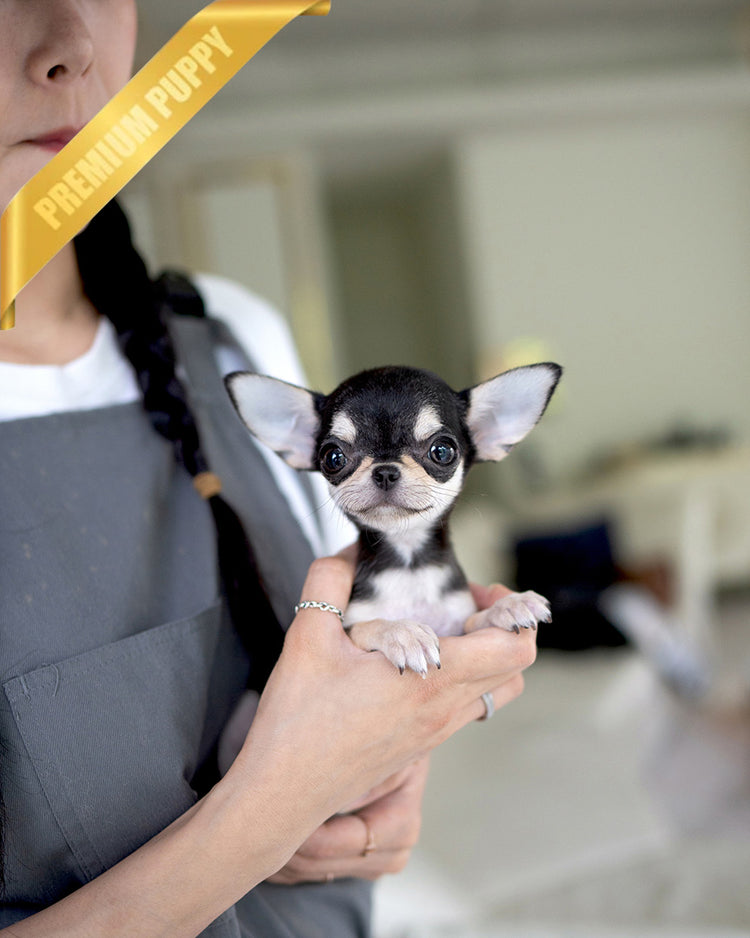 MIMI - FEMALE (PURCHASED by ALEN) - ROLLY TEACUP PUPPIES - TEACUP PUPPY FOR SALE