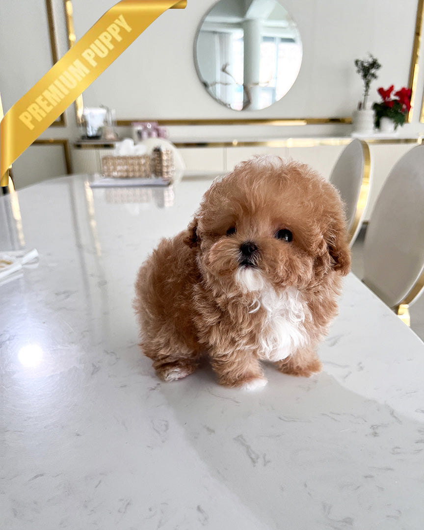 ROSE - FEMALE - ROLLY TEACUP PUPPIES - TEACUP PUPPY FOR SALE