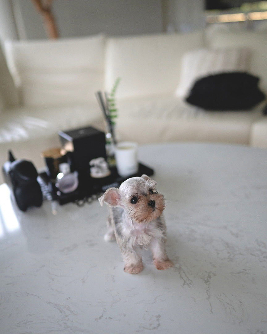 AGGIE - FEMALE (PURCHASED by TAMARA) - ROLLYPUPS OFFICIAL