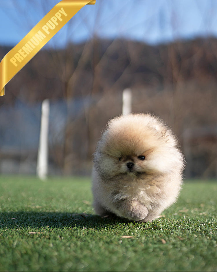 KYLE - MALE (PURCHASED by BRIAN) - ROLLY TEACUP PUPPIES - TEACUP PUPPY FOR SALE