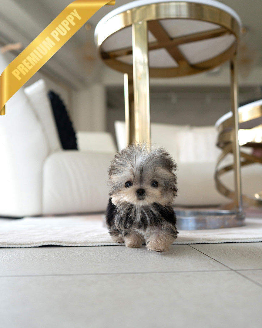 STELLA - FEMALE (PURCHASED by ALLA) - ROLLY TEACUP PUPPIES - TEACUP PUPPY FOR SALE