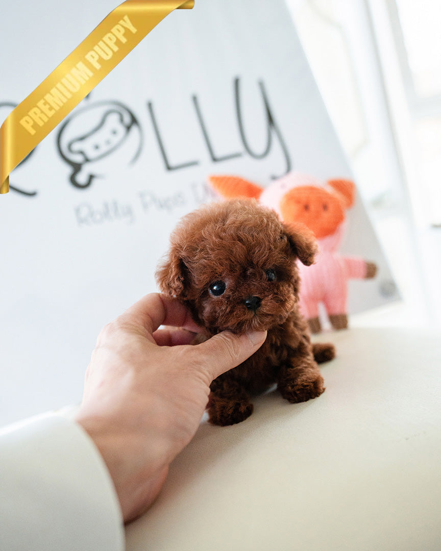 TIPPY - FEMALE (PURCHASED by COURTNEY) - ROLLY TEACUP PUPPIES - TEACUP PUPPY FOR SALE