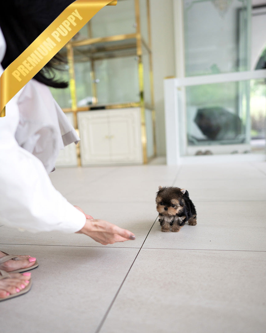 TOTO - MALE (PURCHASED by MONIKA) - ROLLY TEACUP PUPPIES - TEACUP PUPPY FOR SALE
