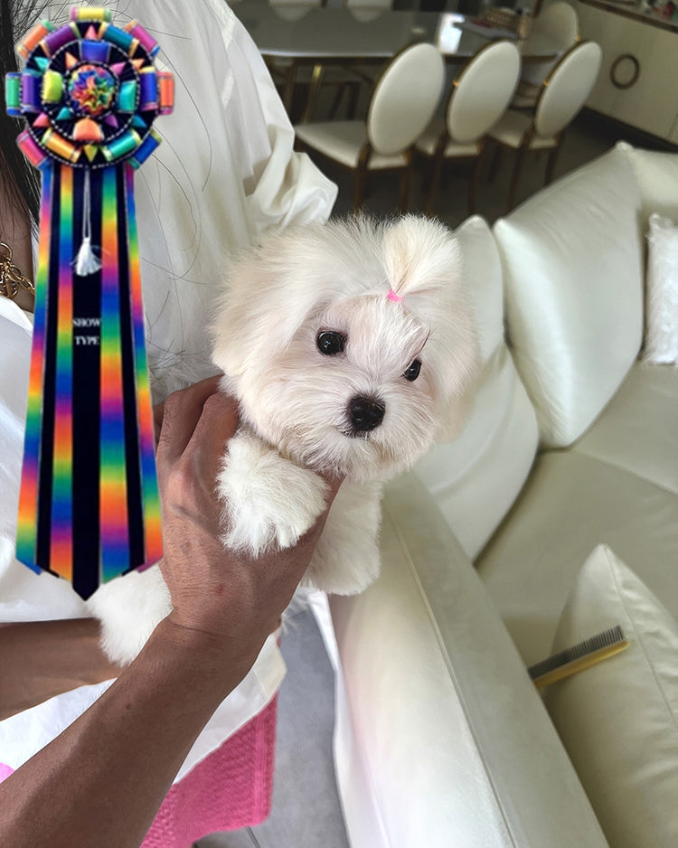 JADE - FEMALE (PURCHASED by MARIA) - ROLLYPUPS OFFICIAL