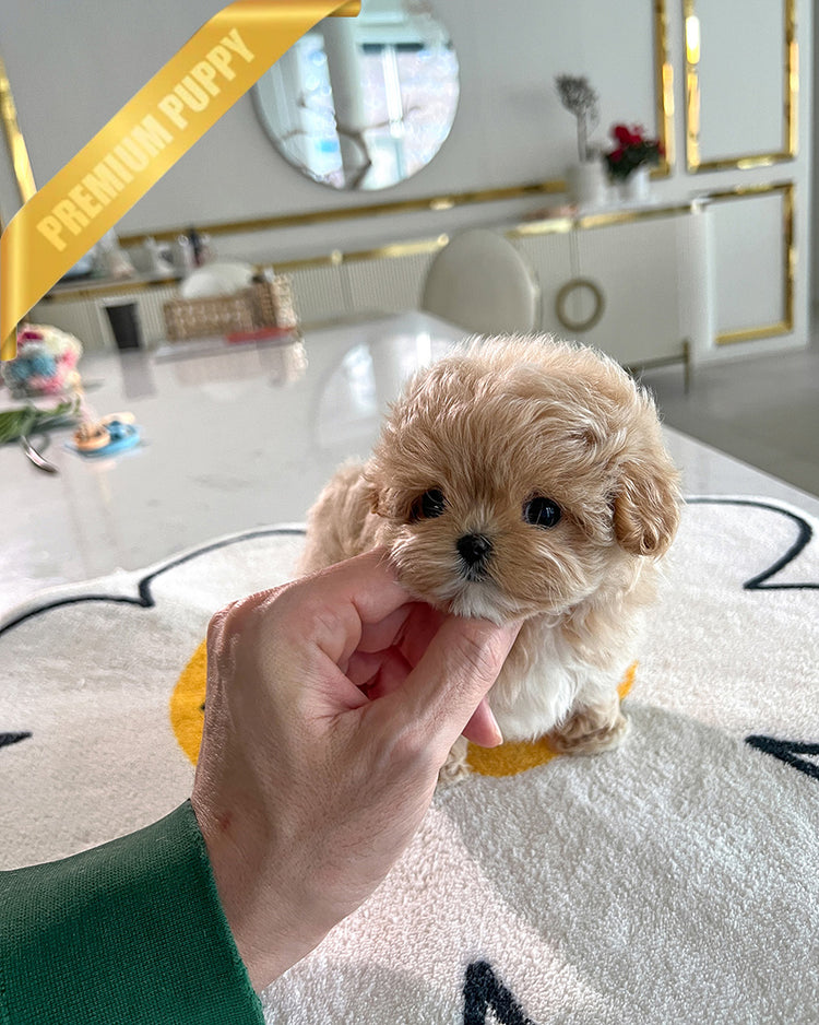 HAZEL - FEMALE (PURCHASED by SAMIRA) - ROLLY TEACUP PUPPIES -