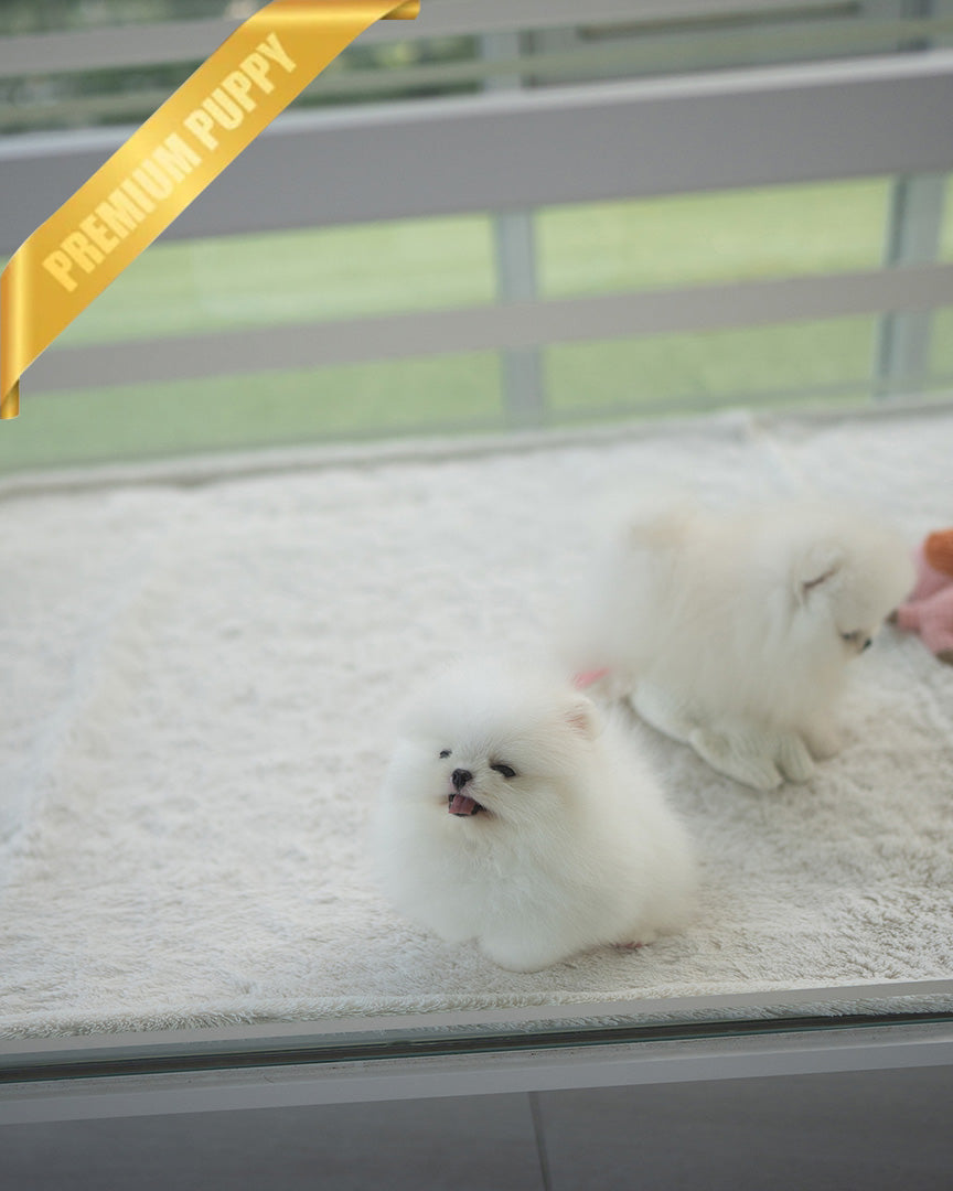 SNOWY - MALE (RESERVED by ISAAC) - ROLLY TEACUP PUPPIES - TEACUP PUPPY FOR SALE