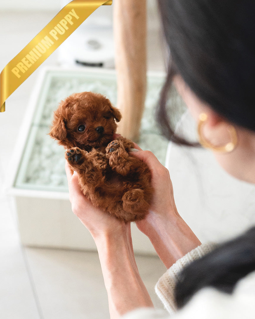 LADY - FEMALE (PURCHASED by CLAUDIA) - ROLLY TEACUP PUPPIES - TEACUP PUPPY FOR SALE