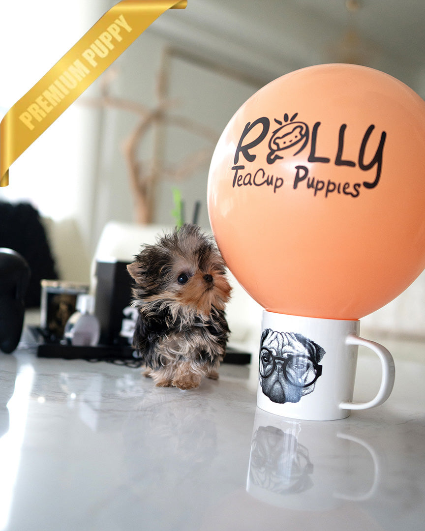 ZOEY - FEMALE (RESERVED by LAUR) - ROLLY TEACUP PUPPIES - TEACUP PUPPY FOR SALE